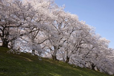 Beyaz sakura çiçekleri açıyor. 