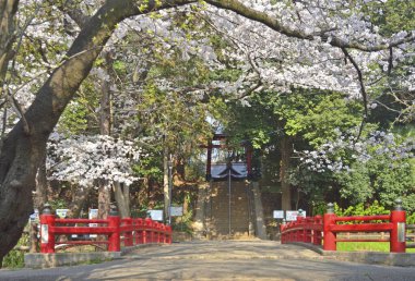 İlkbaharda kiraz çiçeği