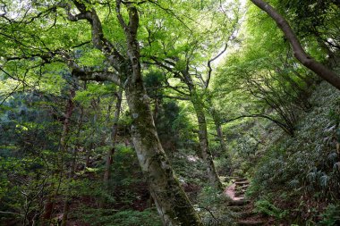 Yeşil ağaçları ve ormanı olan güzel bir manzara.             