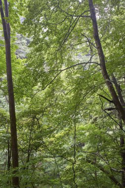 Ormanda güzel yeşil ağaçlar     