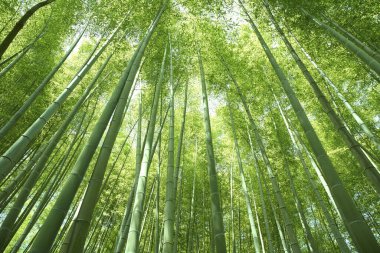 Japonya 'daki Bambu Ormanı