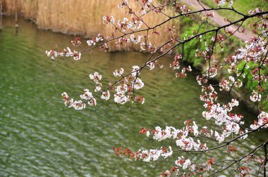 Japonya 'da kiraz çiçekli ağaç manzarası