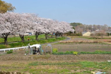 Japonya 'da kiraz çiçekleri, Tokyo