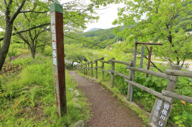 Plants and Trees in Summer Forest, Japan, Daytime View 