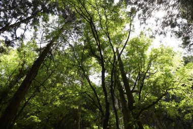 Yeşil ağaçları ve ormanı olan güzel bir manzara.             