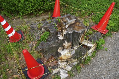 Turuncu trafik konileri ve sarı bantlarla çevrili ağaç kütüğü.