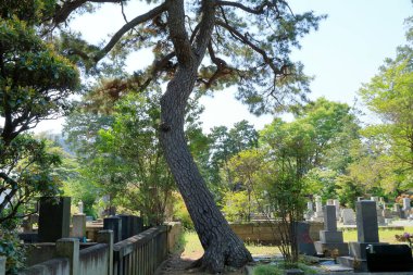 Parktaki eski taş mezarlığın manzarası