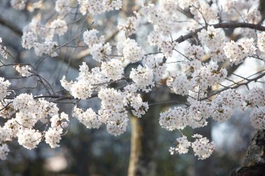 Bahçedeki güzel çiçekler