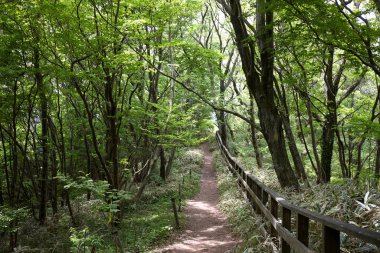 Yeşil ağaçları ve ormanı olan güzel bir manzara.             