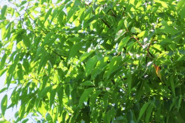 Yakın çekim - yeşil yaprakların dalının görüntüsü