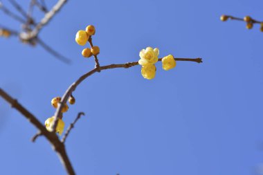 güzel çiçek arkaplan görüntüsü 