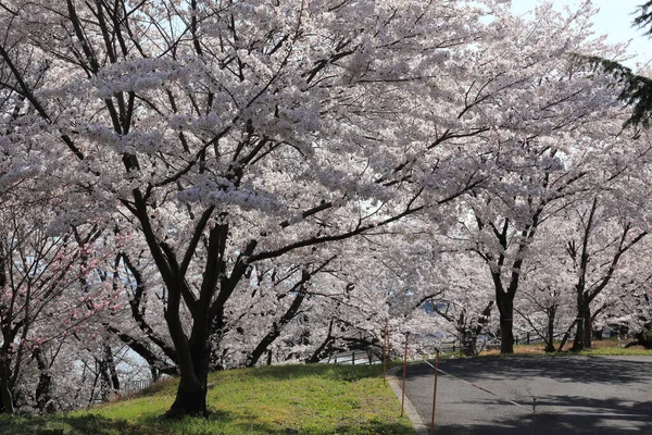 Japonya Güzel Kiraz Çiçekleri — Stok fotoğraf