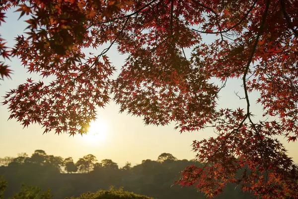 日没にカラフルな葉を持つ美しい秋の風景 — ストック写真
