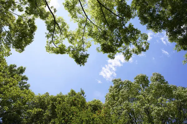 Прекрасный Вид Зеленые Листья Деревья Парке — стоковое фото