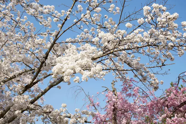Fleurs Cerisier Fleurs Dans Parc Printemps — Photo