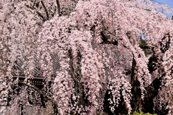 Прекрасные Цветущие Деревья Весеннем Саду — стоковое фото