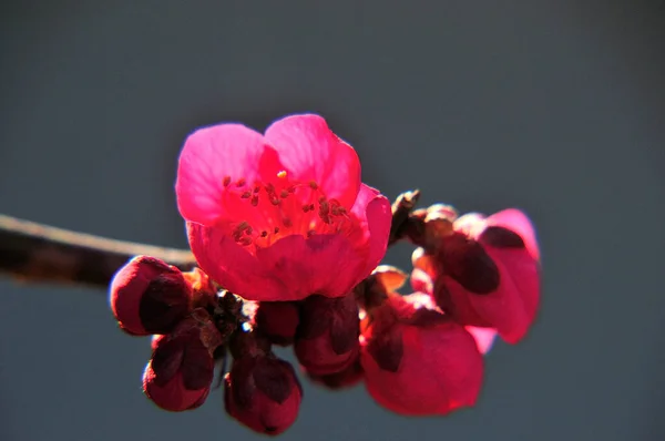 pink sakura flowers in the park in japan