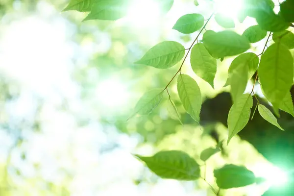 Grüne Blätter Frühling Wald — Stockfoto