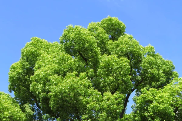 Green Tree Sky Background — Stock Photo, Image
