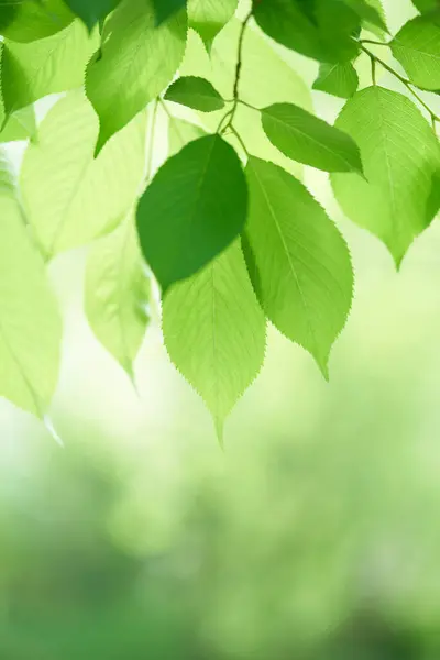 Grüne Blätter Auf Einem Baum — Stockfoto