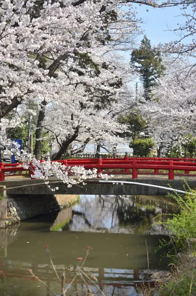 Japonya Daki Sakura Çiçekleri — Stok fotoğraf