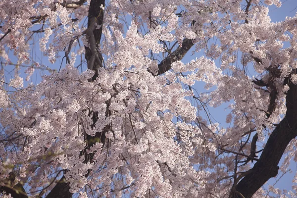 Vista Flor Árbol Sakura Flor Cerezo — Foto de Stock
