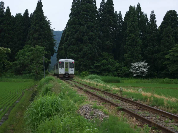 Tren Ormanda Demiryolunda Ilerliyor — Stok fotoğraf