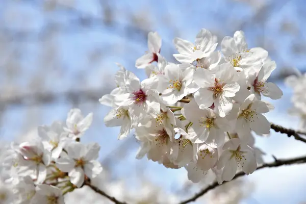 Vackra Blommor Trädgården Körsbärsblommor Våren Närbild — Stockfoto