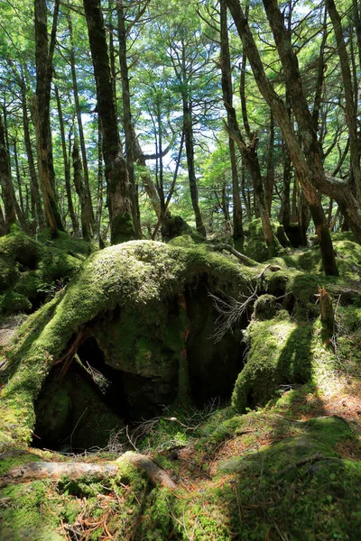 森で覆われた岩が — ストック写真