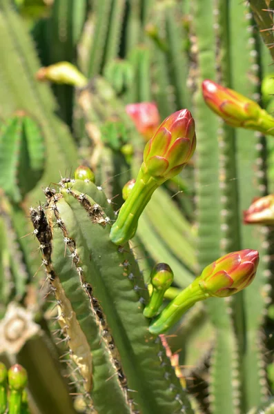 Vertical Shot Cactus Botanical Garden Spain — Stock Photo, Image