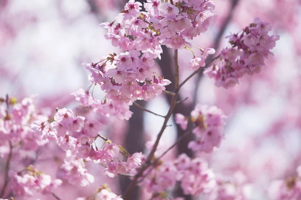 Bahçedeki güzel pembe sakura çiçekleri