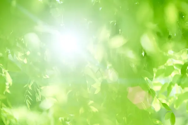 自然の中の緑の葉の背景 — ストック写真