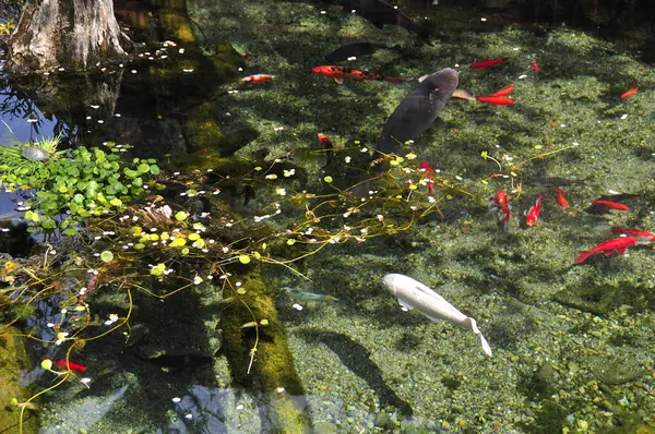 Koi Fish Pond — Stock Photo, Image