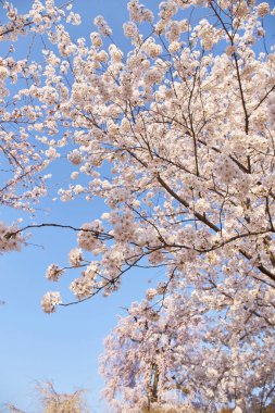 Sakura baharda çiçek açar.