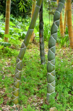 Gündüz vakti bambu ağaçları