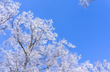 Karla kaplı ağaçlarla kaplı güzel kış manzarası             