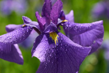 güzel çiçek arkaplan görüntüsü 