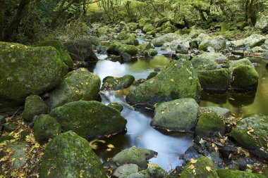 Ormanda bir sürü kaya olan dağ nehri.