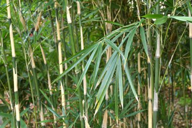 Bahçedeki bambu ağacı