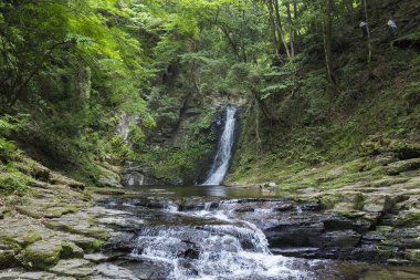 Ormanda, doğa arka planında güzel bir şelale
