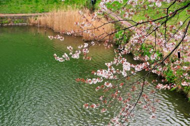 Parktaki nehrin kenarında kiraz çiçekleri