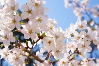 Sakura ağacı çiçeği manzarası, kiraz çiçeği 