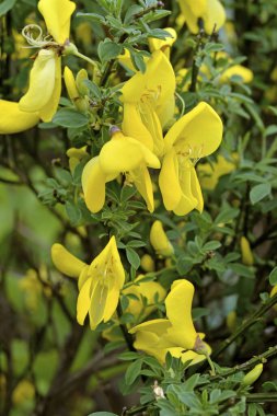 Bahçedeki sarı çiçekler