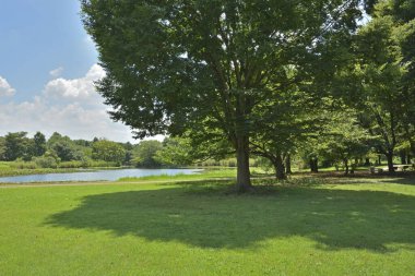 Küçük bir gölet ve güzel bir manzara.