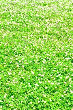 Bahçedeki güzel çiçekler