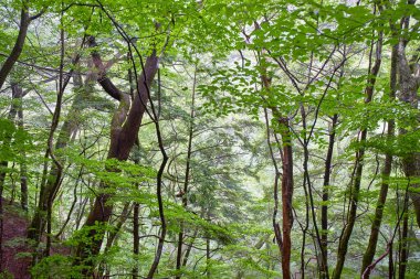 Güzel yeşil orman sabah     