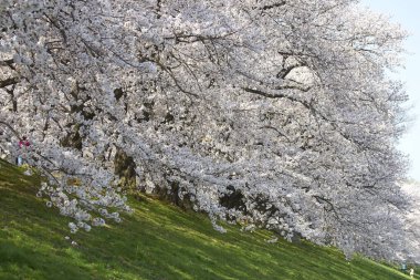 Beyaz sakura çiçekleri açıyor. 