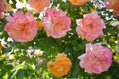 Bahçede açan güzel güllere yaklaş.    