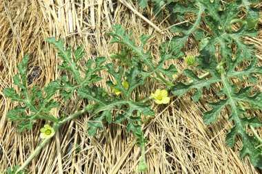 Bahçedeki sarı çiçekler