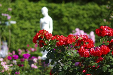 Bahçede kırmızı gül